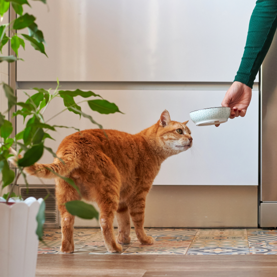 BreathEasy™ Pro - Medical-Grade Portable Nebulizer